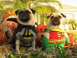 Bad Batdog! Bad!