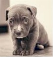 Sad Dog Award