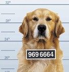 Bad dog!