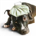 Sick as a Dog Award